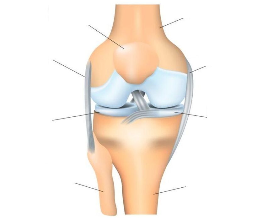 struktura kolenního kloubu